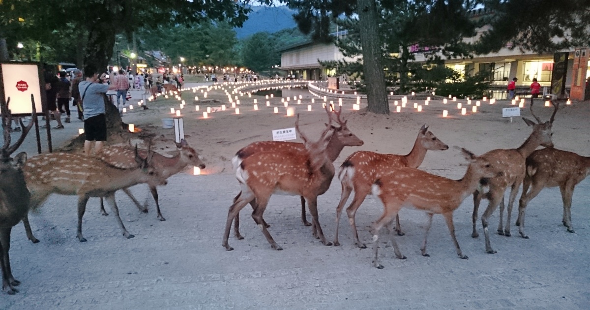奈良公園、奈良国立博物館
