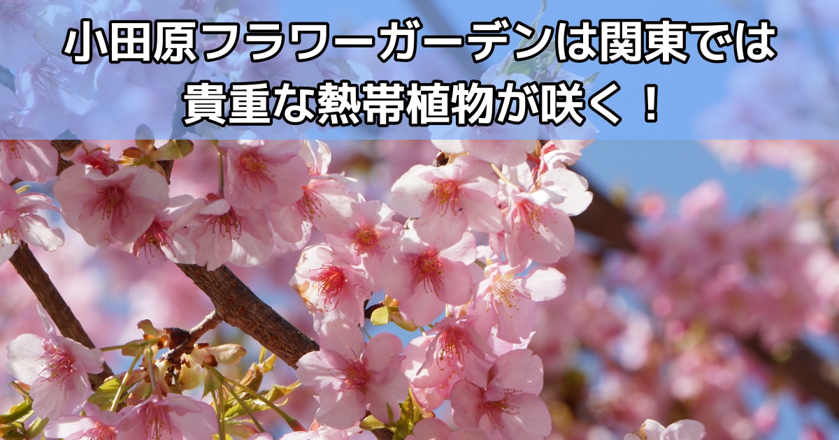 【関東日帰りドライブ】小田原フラワーガーデンはヒスイカズラが咲く関東では貴重なトロピカルドーム温室