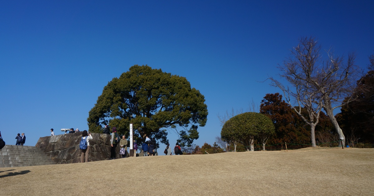 桜、菜の花と富士山が見える神奈川県二宮町「吾妻山公園」