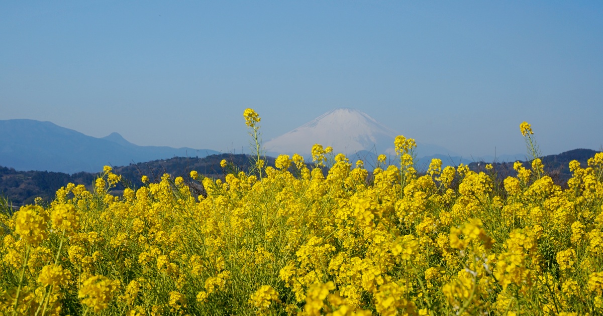 桜、菜の花と富士山のコラボが絶景！神奈川県二宮町「吾妻山公園」