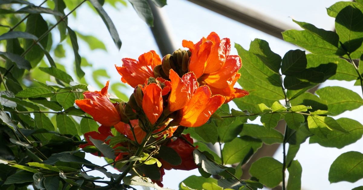 小田原フラワーガーデンのトロピカルドーム温室で見れる熱帯植物,　カエンボク（火焔木）